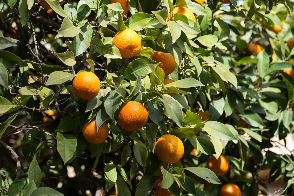 naranjas